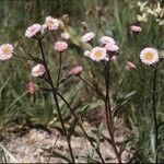 Erigeron atticus 花