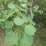 Populus tremulaBlad