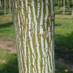 Acer capillipes Casca