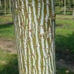 Acer capillipes Bark