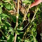 Amaranthus viridis Corteccia