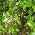 Prunus caroliniana Frukto