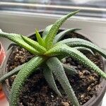 Haworthia attenuata পাতা