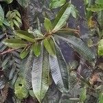 Ardisia palmana Leaf