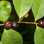 Eugenia oerstediana Fruit