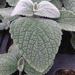 Coleus argentatus পাতা