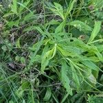 Succisella inflexa 葉