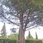 Pinus pinea Hábito