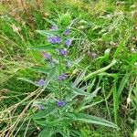 Echium vulgareΛουλούδι