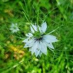 Nigella damascenaFlor