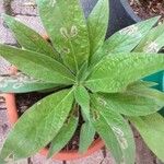 Echium strictum Листок