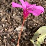 Oxalis brasiliensis