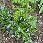 Myosotis sylvatica Flor