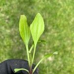 Plantago rugelii Folha