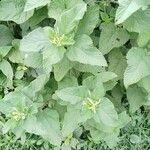 Urtica massaica Leaf