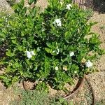 Gardenia jasminoides Blomma