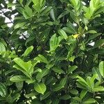 Prunus laurocerasus পাতা