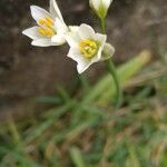 Nothoscordum bivalve ᱵᱟᱦᱟ