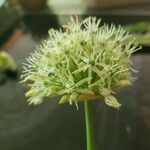 Allium fistulosumBlomst