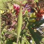 Hibiscus palustris Leaf