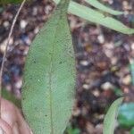 Myrcia splendens Leaf