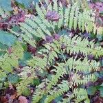 Athyrium filix-femina 葉