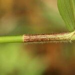 Commelina diffusa പുറംതൊലി