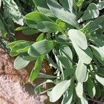 Hertia cheirifolia List