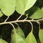 Aspidosperma desmanthum Hoja