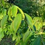 Acer carpinifolium Likasa