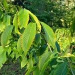 Acer carpinifolium Folha