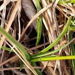 Sesleria caerulea Blad