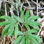 Cardamine heptaphylla ശീലം