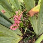 Onobrychis supina Flor