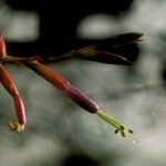 Tillandsia argentea Fleur