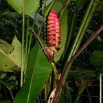 Heliconia imbricata Plod