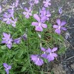 Viola cornuta पत्ता