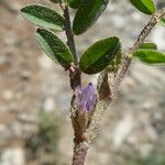 Astragalus sesameus Flower