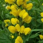 Baptisia sphaerocarpa Levél