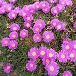 Carpobrotus glaucescens Kukka