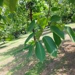 Terminalia chebula Folha