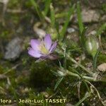 Spergularia rubra Flor