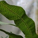 Campyloneurum xalapense Fruit