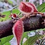 Cnestis corniculata Fruit