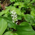 Maianthemum canadense Kvet