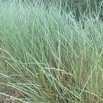 Elymus pungens Leaf