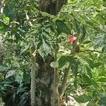 Ficus aspera Feuille