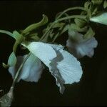 Euchile mariae Flor