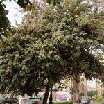 Bauhinia purpureaHabitus