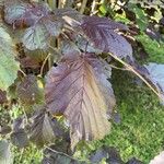 Corylus maxima Blad